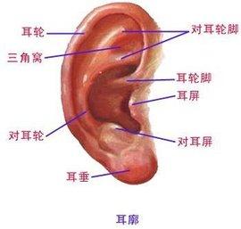 先天性扁平耳怎么進(jìn)行耳廓整形