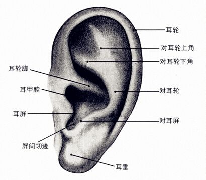 武漢豐耳垂多少錢