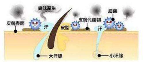 除腋臭效果怎樣