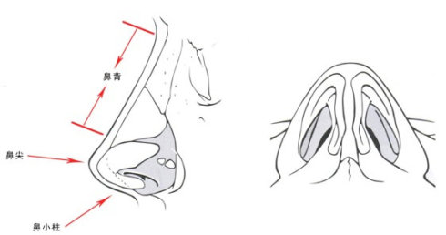 武漢鼻翼縮小會縮小鼻孔嗎